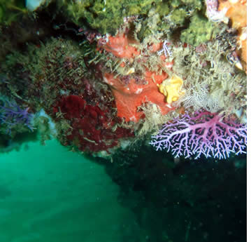 Ci sono molti siti di immersioni subacquee a Bocas del Toro, Panama
